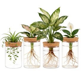 Glass Propagation Stations Indoor Glass Planters Hydroponic Plant Vases 2 Large 2 Small For Plant Cuttings Flower Arrangements