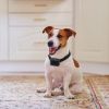 Electric Dog Fence System Pet Tone Shock Boundary Containment Water Resistant Collar Receiver For Small Medium Large Dog