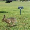 Ultrasonic Animal Repeller Solar Powered Motion Sensor Repellent Ipx4 Waterproof Outdoor For Farm Garden Yard Repelling Deer Raccoon Cat Dog Rabbit Sq