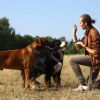 Waterproof Electric Dog Training Collar Rechargeable Ipx7 Receiver Beep Vibration Shock For Small Medium Large Dogs