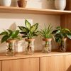 Glass Propagation Stations Indoor Glass Planters Hydroponic Plant Vases 2 Large 2 Small For Plant Cuttings Flower Arrangements