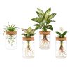Glass Propagation Stations Indoor Glass Planters Hydroponic Plant Vases 2 Large 2 Small For Plant Cuttings Flower Arrangements