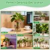 Glass Propagation Stations Indoor Glass Planters Hydroponic Plant Vases 2 Large 2 Small For Plant Cuttings Flower Arrangements