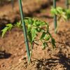 5/16" rod, 6 ft, 20 pc Dark Green Solid Plant Support Pole, Gardening Fixture, Tomato and Cucumber Climbing Vine Support Stick