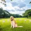 Electric Dog Fence System Pet Tone Shock Boundary Containment Water Resistant Collar Receiver For Small Medium Large Dog