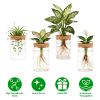 Glass Propagation Stations Indoor Glass Planters Hydroponic Plant Vases 2 Large 2 Small For Plant Cuttings Flower Arrangements